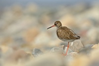 Vodous rudonohy - Tringa totanus - Common Redshank 6182
